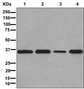 Western blot - Anti-MRPL4 antibody [EPR13151] - BSA and Azide free (AB250169)