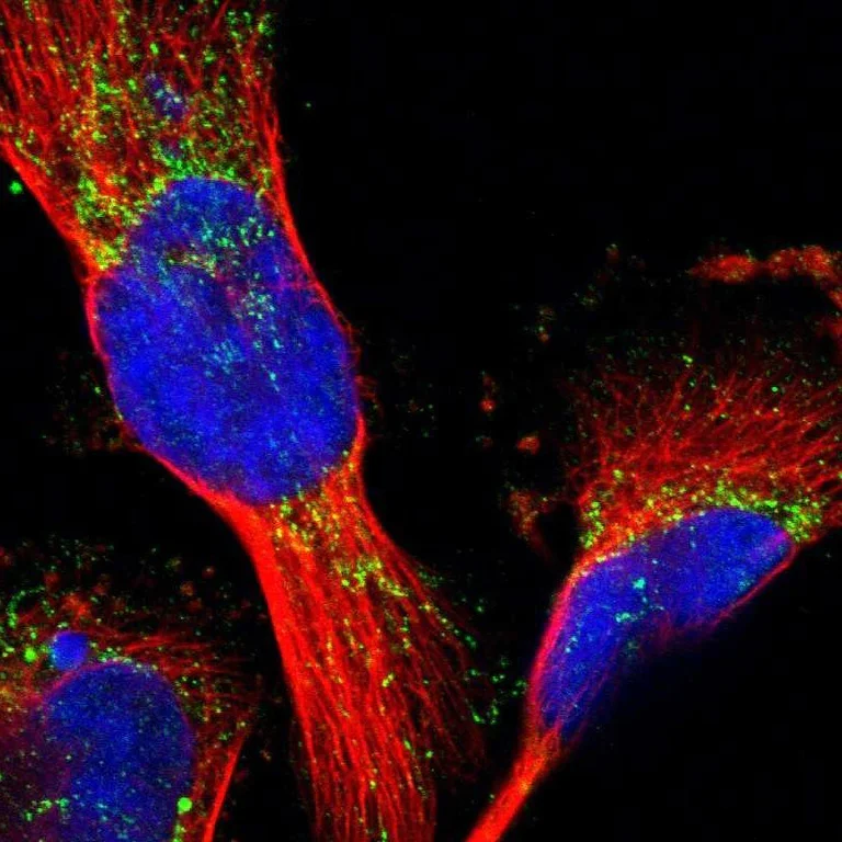 Immunocytochemistry/ Immunofluorescence - Anti-MRPL41 antibody (AB121821)