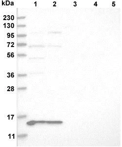 Western blot - Anti-MRPL41 antibody (AB121821)
