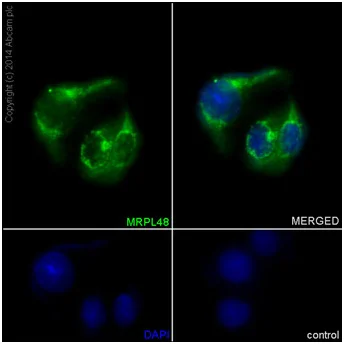 Immunocytochemistry/ Immunofluorescence - Anti-MRPL48 antibody [EPR16328] - BSA and Azide free (AB251194)