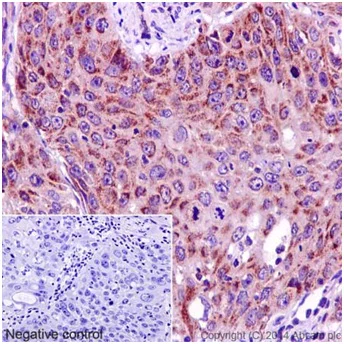Immunohistochemistry (Formalin/PFA-fixed paraffin-embedded sections) - Anti-MRPL48 antibody [EPR16328] - BSA and Azide free (AB251194)