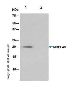 Immunoprecipitation - Anti-MRPL48 antibody [EPR16328] - BSA and Azide free (AB251194)
