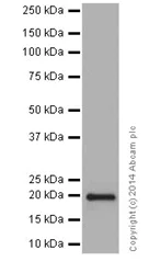 Western blot - Anti-MRPL48 antibody [EPR16328] - BSA and Azide free (AB251194)