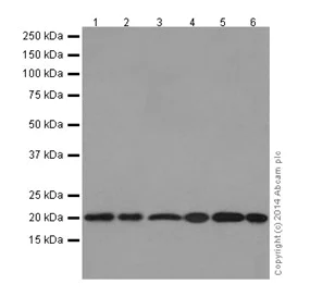 Western blot - Anti-MRPL48 antibody [EPR16328] - BSA and Azide free (AB251194)