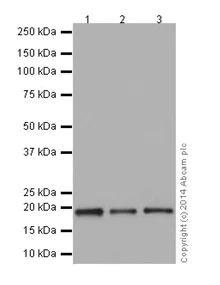 Western blot - Anti-MRPL48 antibody [EPR16328] - BSA and Azide free (AB251194)