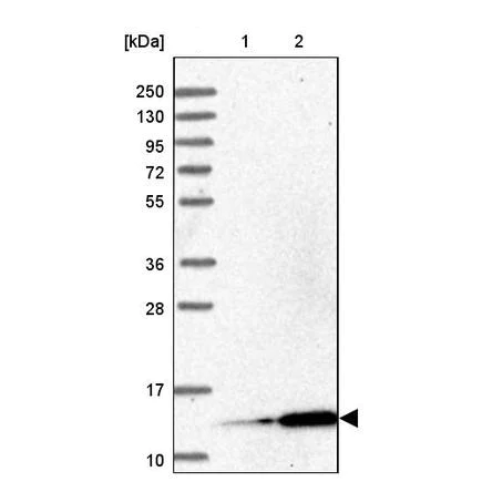 Western blot - Anti-MRPL51 antibody (AB243821)