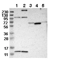 Western blot - Anti-MRPL52 antibody (AB121366)