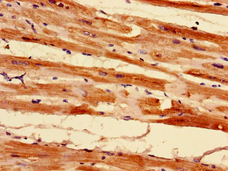 Immunohistochemistry (Formalin/PFA-fixed paraffin-embedded sections) - Anti-MRPL55 antibody (AB194283)