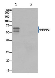 Immunoprecipitation - Anti-MRPP3 antibody [EPR14321-30] (AB185942), expandable thumbnail
