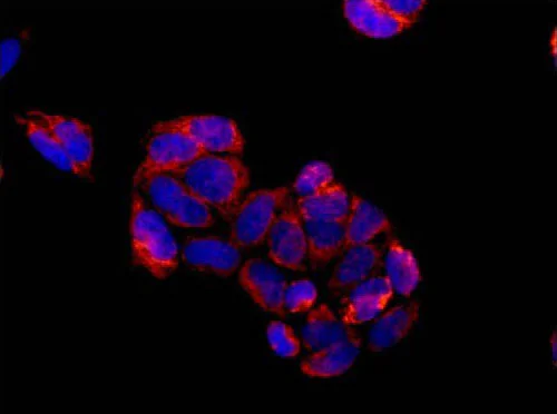 Immunocytochemistry/ Immunofluorescence - Anti-MRPP3 antibody [EPR14321-30] - BSA and Azide free (AB250850)