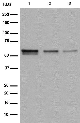 Western blot - Anti-MRPP3 antibody [EPR14321-30] - BSA and Azide free (AB250850)