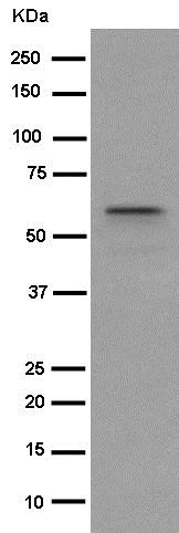 Western blot - Anti-MRPP3 antibody [EPR14321-30] - BSA and Azide free (AB250850)