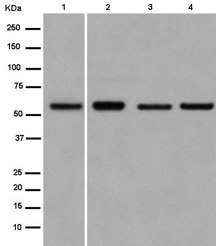 Western blot - Anti-MRPP3 antibody [EPR14321] (AB185941)