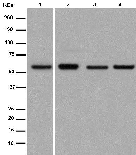 Western blot - Anti-MRPP3 antibody [EPR14321] - BSA and Azide free (AB250849), expandable thumbnail