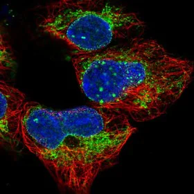 Immunocytochemistry/ Immunofluorescence - Anti-MRPS14 antibody (AB151118)