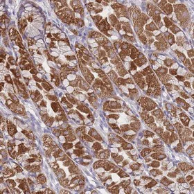 Immunohistochemistry (Formalin/PFA-fixed paraffin-embedded sections) - Anti-MRPS14 antibody (AB151118)