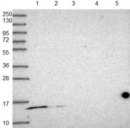 Western blot - Anti-MRPS14 antibody (AB151118)