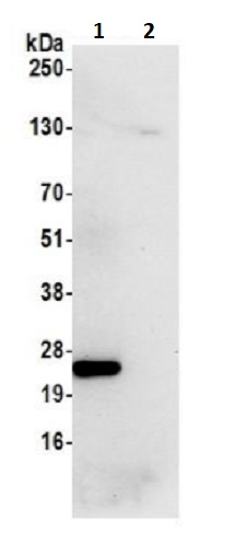 Immunoprecipitation - Anti-MRPS15 antibody (AB242120)