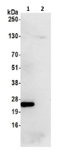 Immunoprecipitation - Anti-MRPS15 antibody (AB242120)