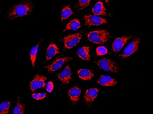 Immunocytochemistry/ Immunofluorescence - Anti-MRPS15 antibody [EPR9361] - BSA and Azide free (AB248797)