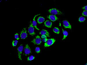 Immunocytochemistry/ Immunofluorescence - Anti-MRPS15 antibody [EPR9361] - BSA and Azide free (AB248797)