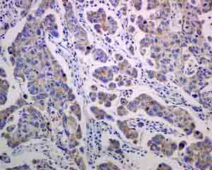 Immunohistochemistry (Formalin/PFA-fixed paraffin-embedded sections) - Anti-MRPS15 antibody [EPR9361] - BSA and Azide free (AB248797)