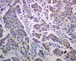 Immunohistochemistry (Formalin/PFA-fixed paraffin-embedded sections) - Anti-MRPS15 antibody [EPR9361] - BSA and Azide free (AB248797)