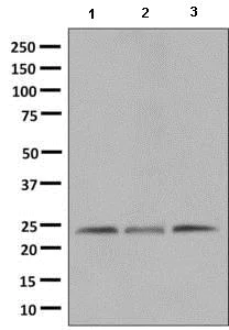 Western blot - Anti-MRPS15 antibody [EPR9361] - BSA and Azide free (AB248797)