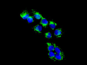 Immunocytochemistry/ Immunofluorescence - Anti-MRPS16 antibody [EPR8835] - BSA and Azide free (AB249017), expandable thumbnail