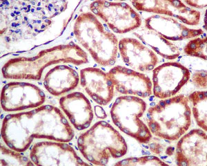 Immunohistochemistry (Formalin/PFA-fixed paraffin-embedded sections) - Anti-MRPS16 antibody [EPR8835] - BSA and Azide free (AB249017)