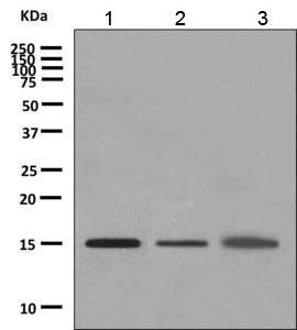 Western blot - Anti-MRPS16 antibody [EPR8835] - BSA and Azide free (AB249017), expandable thumbnail