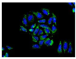 Immunocytochemistry/ Immunofluorescence - Anti-MRPS17 antibody [EPR12583] - BSA and Azide free (AB249861)