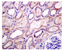 Immunohistochemistry (Formalin/PFA-fixed paraffin-embedded sections) - Anti-MRPS17 antibody [EPR12583] - BSA and Azide free (AB249861)