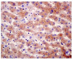 Immunohistochemistry (Formalin/PFA-fixed paraffin-embedded sections) - Anti-MRPS17 antibody [EPR12583] - BSA and Azide free (AB249861)