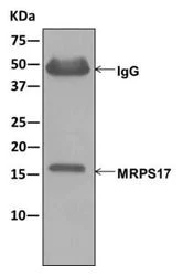 Immunoprecipitation - Anti-MRPS17 antibody [EPR12583] - BSA and Azide free (AB249861)