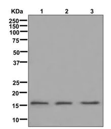 Western blot - Anti-MRPS17 antibody [EPR12583] - BSA and Azide free (AB249861)