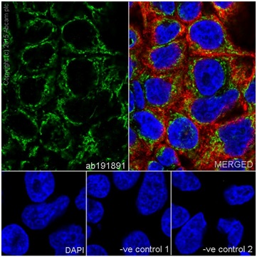 Immunocytochemistry/ Immunofluorescence - Anti-MRPS18B antibody [EPR19298] (ab191891), expandable thumbnail