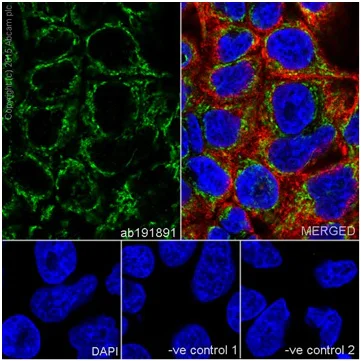 Immunocytochemistry/ Immunofluorescence - Anti-MRPS18B antibody [EPR19298] (AB191891)
