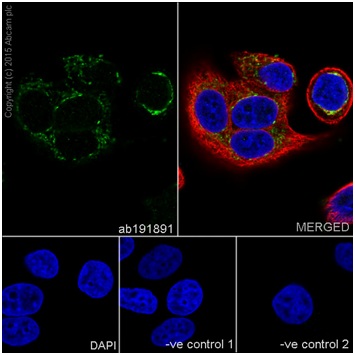 Immunocytochemistry/ Immunofluorescence - Anti-MRPS18B antibody [EPR19298] (ab191891), expandable thumbnail
