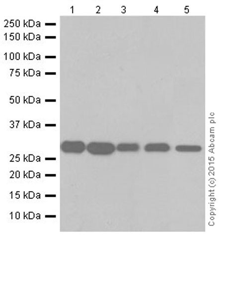 Western blot - Anti-MRPS18B antibody [EPR19298] (AB191891), expandable thumbnail