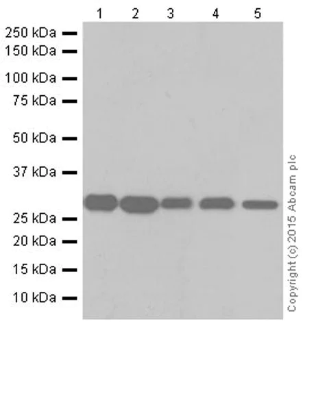 Western blot - Anti-MRPS18B antibody [EPR19298] (AB191891)