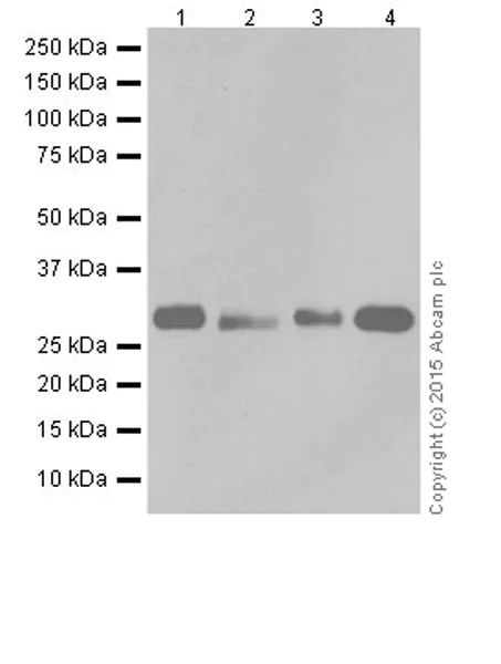 Western blot - Anti-MRPS18B antibody [EPR19298] (AB191891)