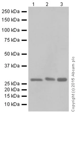 Western blot - Anti-MRPS18B antibody [EPR19298] (AB191891)