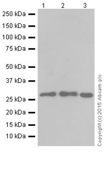 Western blot - Anti-MRPS18B antibody [EPR19298] (AB191891), expandable thumbnail