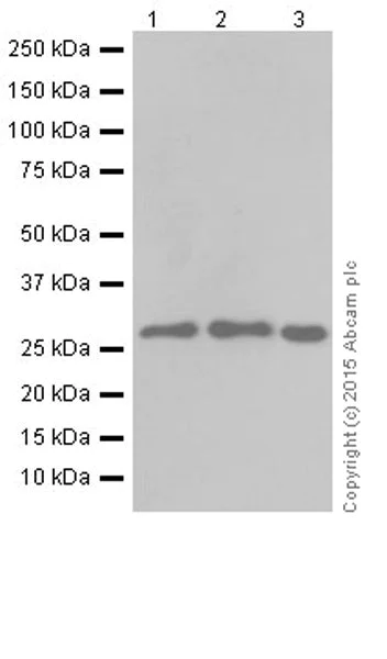 Western blot - Anti-MRPS18B antibody [EPR19298] (AB191891)