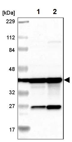 Western blot - Anti-MRPS22 antibody (AB224341)