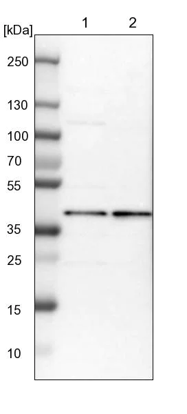 Western blot - Anti-MRPS22 antibody (AB224341)