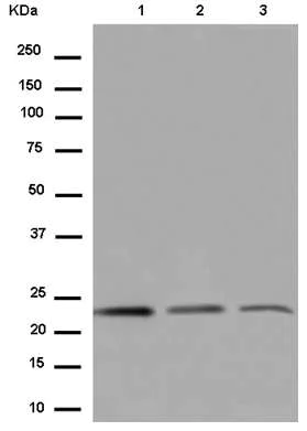 Western blot - Anti-MRPS26 antibody [EPR14396-90] - BSA and Azide free (AB250827)