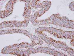 Immunohistochemistry (Formalin/PFA-fixed paraffin-embedded sections) - Anti-MRPS27 antibody (AB153940)