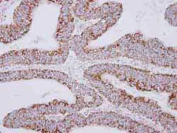Immunohistochemistry (Formalin/PFA-fixed paraffin-embedded sections) - Anti-MRPS27 antibody (AB153940)